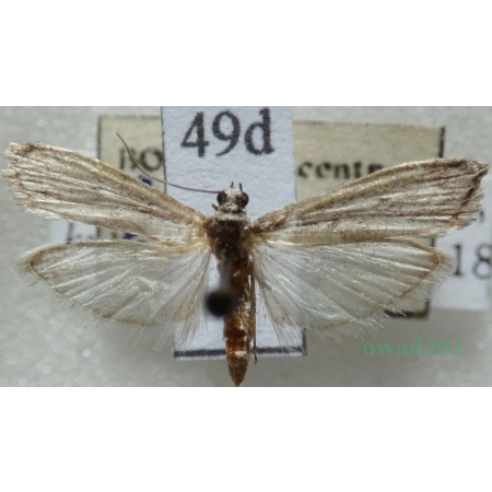 Ephestia kuehniella Zeller, 1879 Mklik mączniak Czech49d